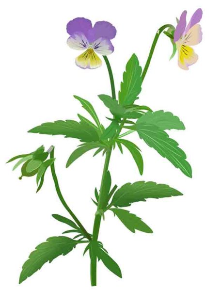 Фиалка Полевая ГФ