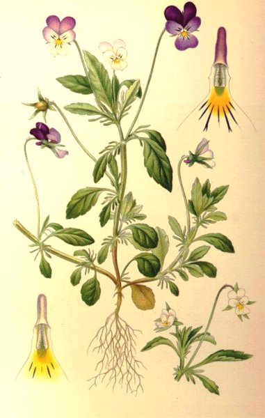 Фиалка Полевая Фармакогнозия