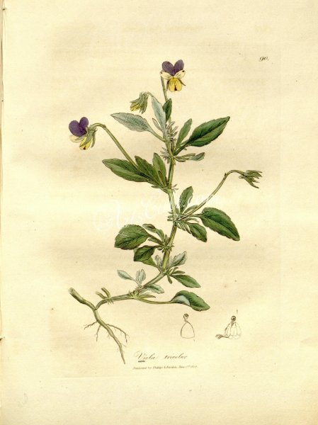 Фиалка Полевая Фармакогнозия