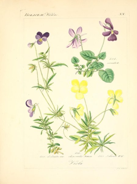 Строение побега фиалки