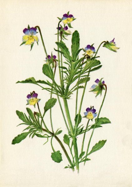 Фиалка трехцветная Фармакогнозия