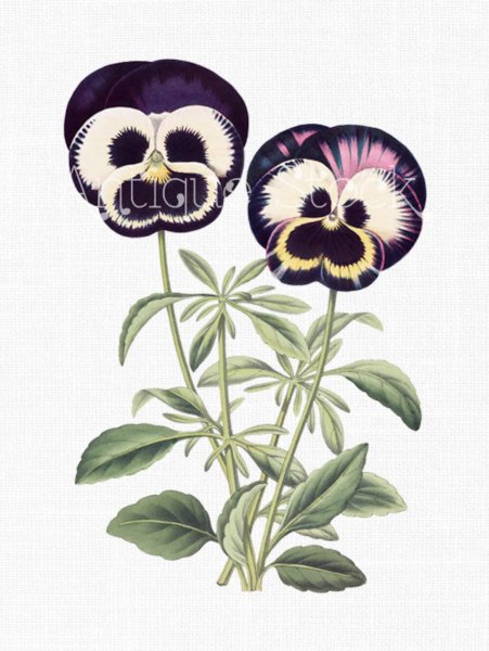 Корень фиалки трехцветной