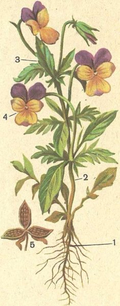 Фиалка трехцветная Ботаническая иллюстрация