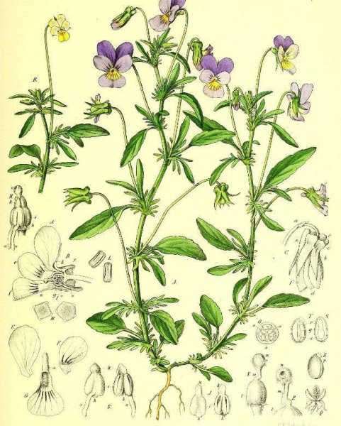 Виола Ботаническая иллюстрация