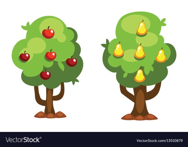 Груша дерево для дошкольников