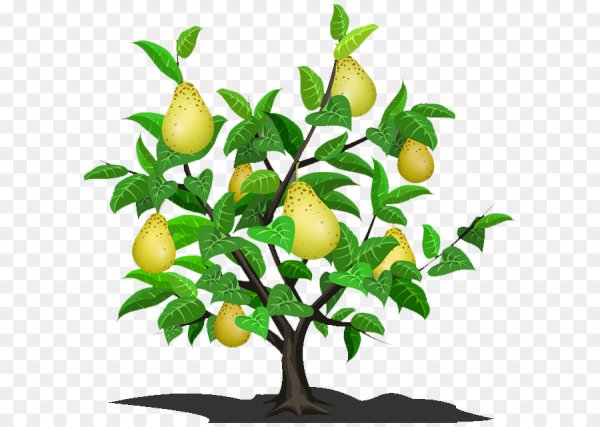 Фруктовые деревья для детей