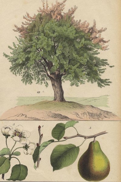 Мультяшное грушевое дерево