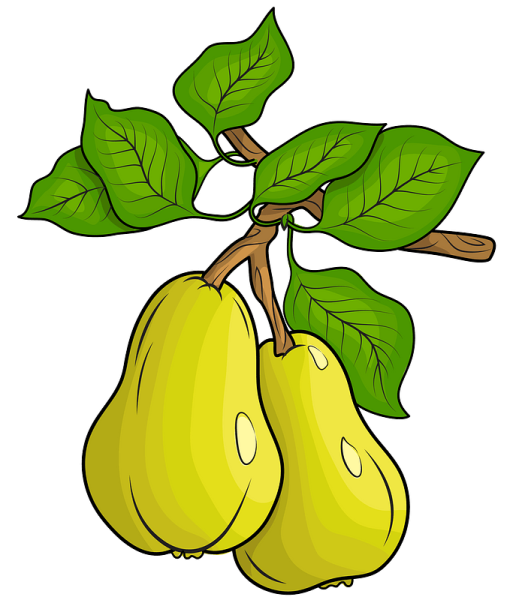 Деревья и растения для детей груша