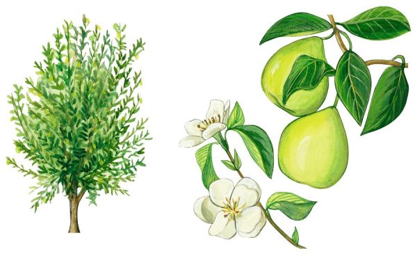 Мультяшное грушевое дерево