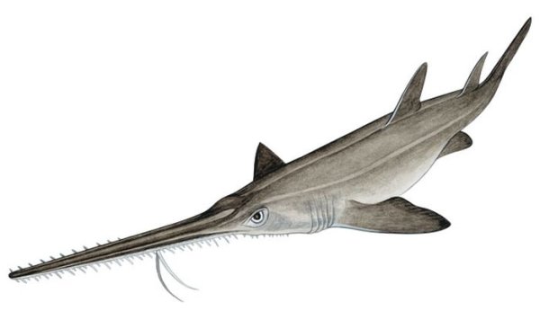 Рыба пила на белом фоне