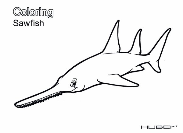 Раскраска мелкозубый пилорыл