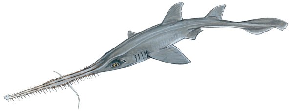 Рыба пила на белом фоне