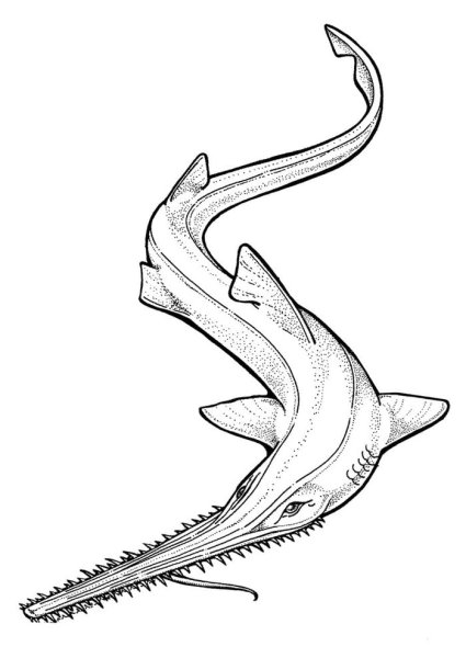 Рыба пила раскраска