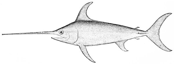 Рыба меч раскраска для детей