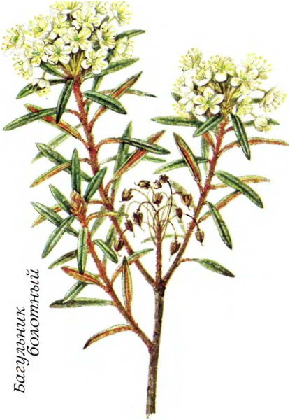 Побеги багульника болотного