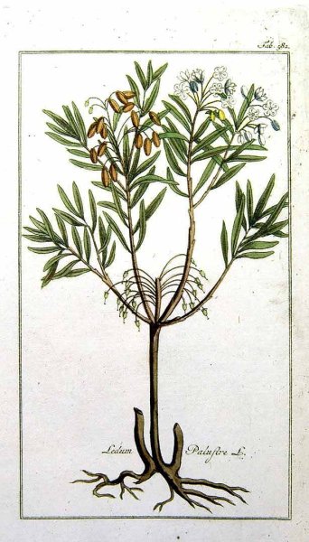 Багульник болотный