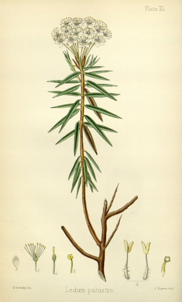 Багульник болотный гербарий