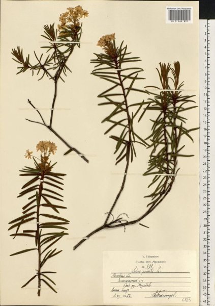 Багульник Ботанический рисунок