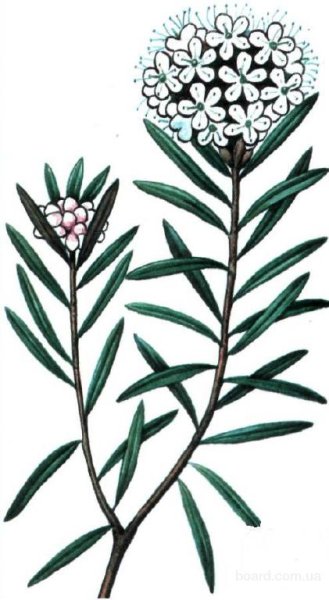 Багульник болотный (Ledum palustre l.)