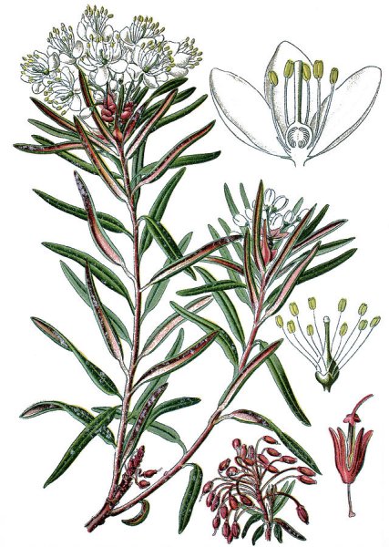 Багульник болотный зарисовка