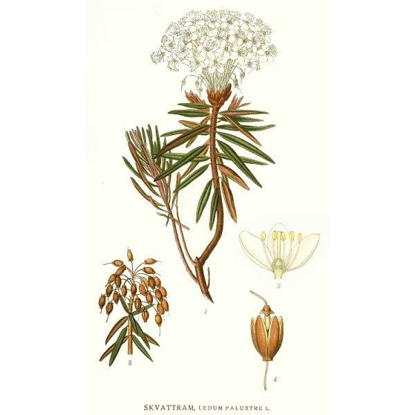 Багульник болотный Ботанический