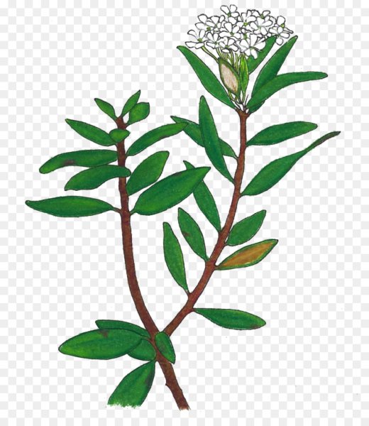 Багульник болотный карандашом