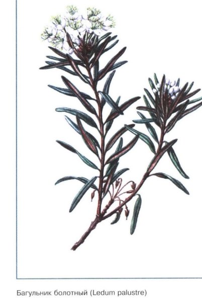 Багульник болотный рисунок карандашом