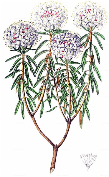 Багульник болотный гербарий