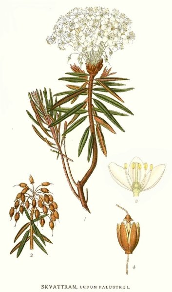 Багульник болотный семена