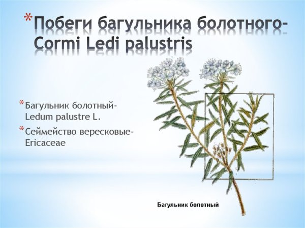 Багульник болотный рис