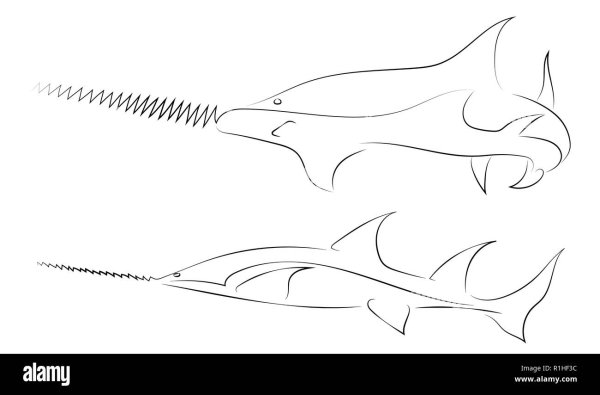 Рыба меч раскраска
