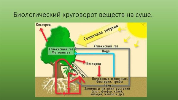 Составьте схему биологического круговорота веществ