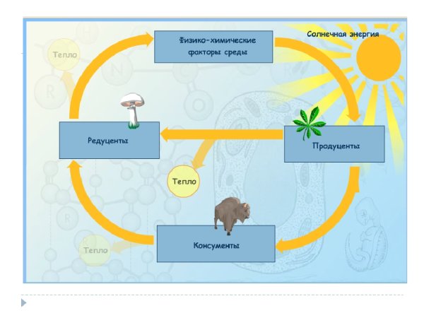Схема биологического круговорота 6 класс