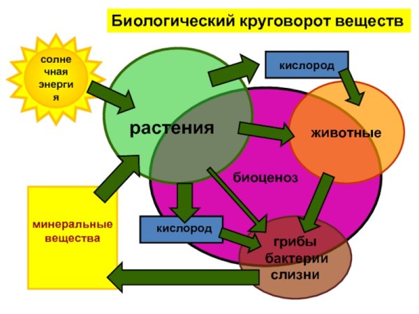 Схема биологического круговорота веществ