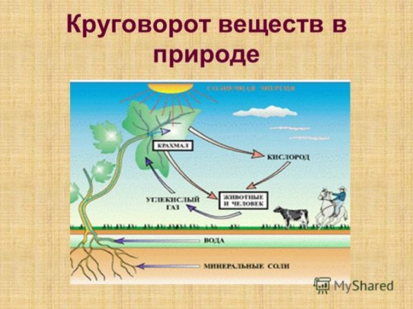 Биологический круговорот веществ в природе схема