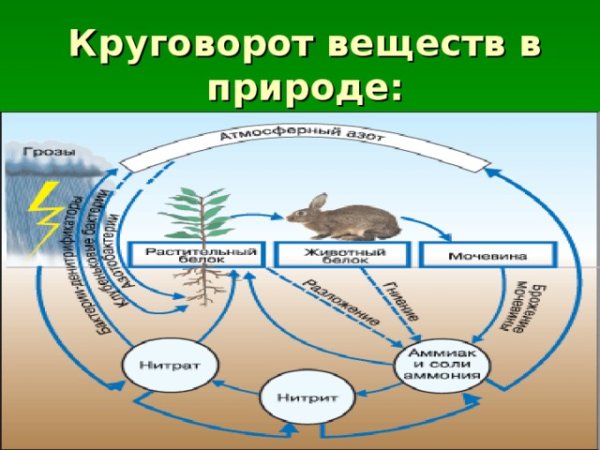 Биологический круговорот в природе