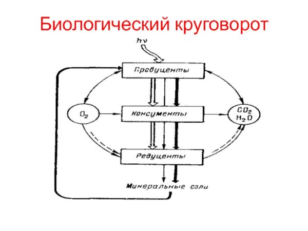 Схема биологического круговорота