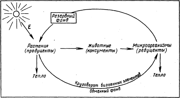 Схема биологического круговорота веществ