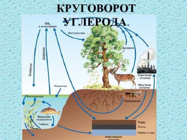 Схема биологического круговорота веществ