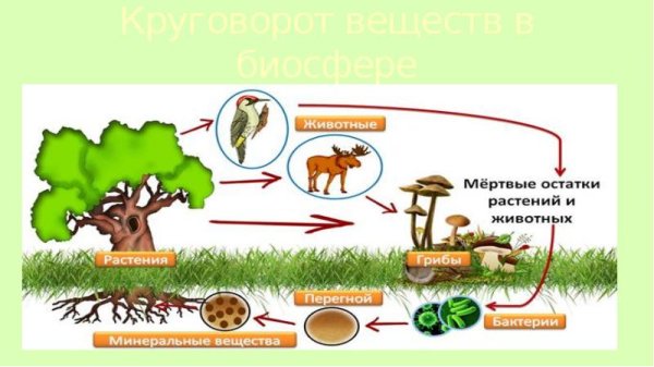 Малый биологический круговорот схема