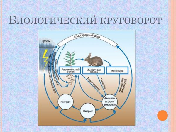 Модель схема«круговорот веществ в природе»
