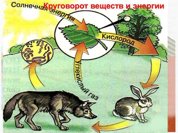 Круговорот азота