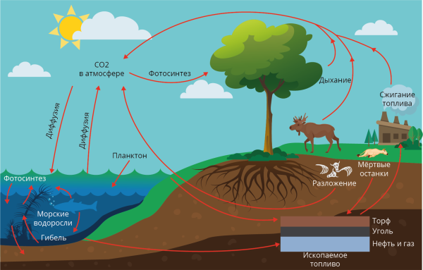 Схема биологического круговорота веществ