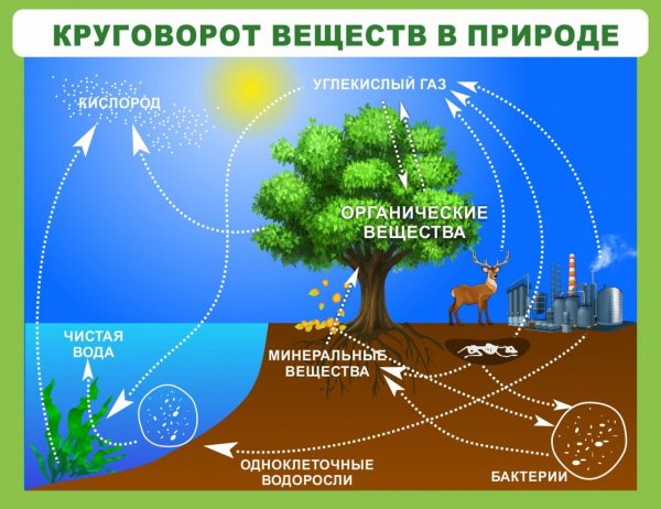 Геологический и биологический круговорот веществ