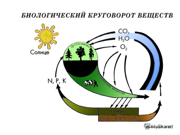 Малый биологический круговорот веществ