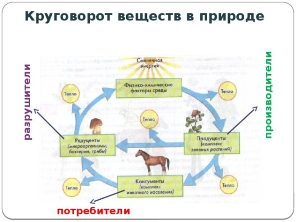 Биологический круговорот веществ в биосфере схема