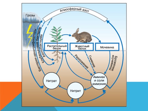 Круговорот веществ в природе 3 класс модель