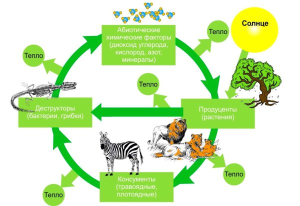 Начертить схему круговорота веществ в природе