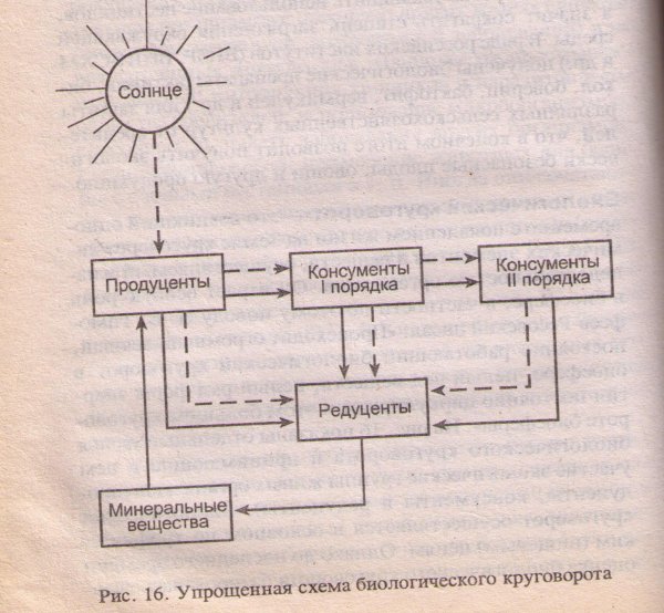 Редуценты роль в экосистеме