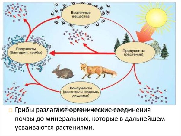 Круговорот веществ в природе кислород